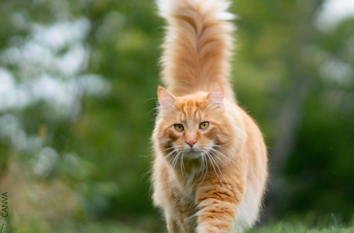 Foto de un gato amarillo con la cola levantada
