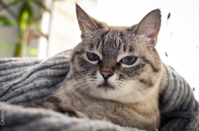 Foto de un gato con cara de bravo