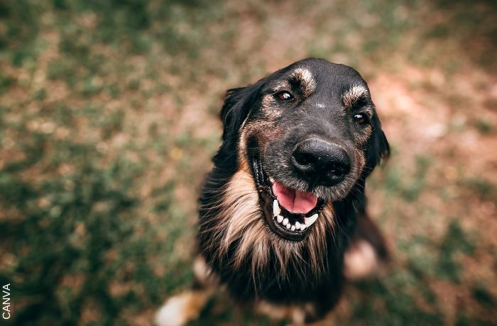 Foto de un perro sonriendo