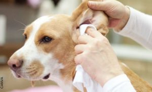 Cómo limpiar las orejas de un perro correctamente en casa