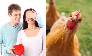 Joven le regaló una gallina a su novia de Amor y Amistad, ¡para gustos, los colores!