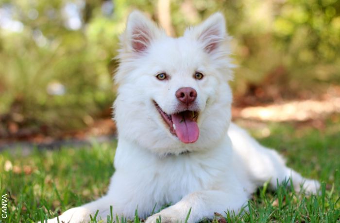 Foto de un un perro blanco
