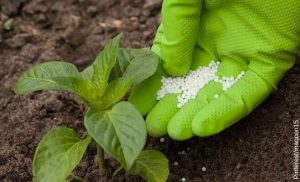 ¿Para qué sirve la urea en las plantas? Fertiliza tu cultivo