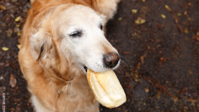 Perro se "robó" 3 mil de pan y causó furor en TikTok