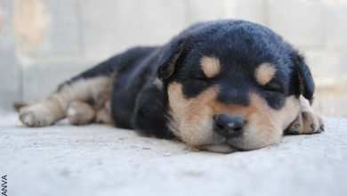¿Por qué los perros sueñan y tienen pesadillas? Toma nota