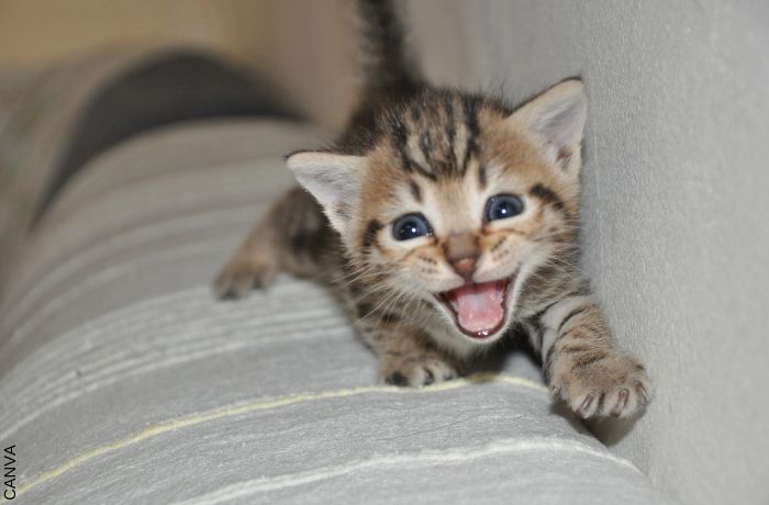 Foto de un gato bebé maullando