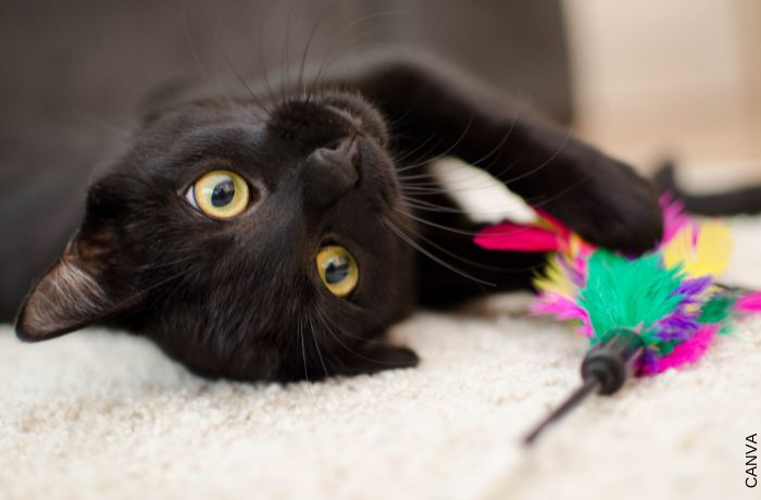 Foto de gato negro con un juguete de plumas