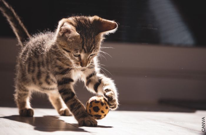 Foto de un gato pequeño jugando con su pelotita