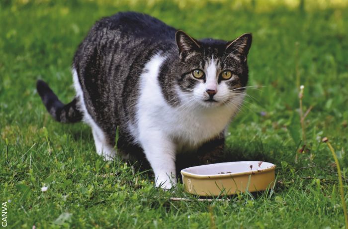 Foto de gato con plato de comida