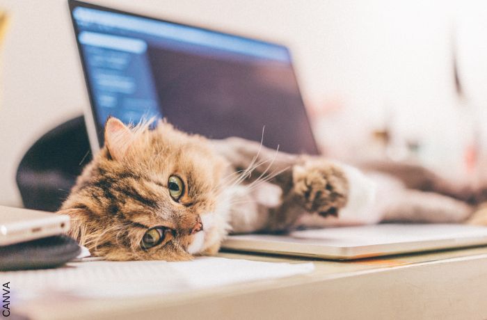 Foto de gato acostado sobre un computador