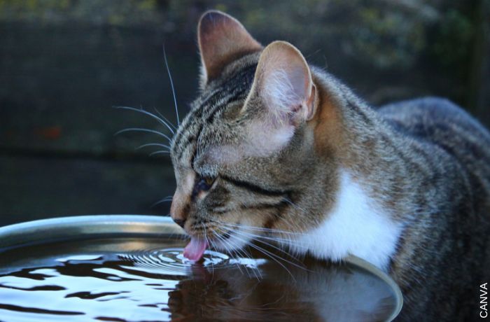 Foto de gato tomando agua