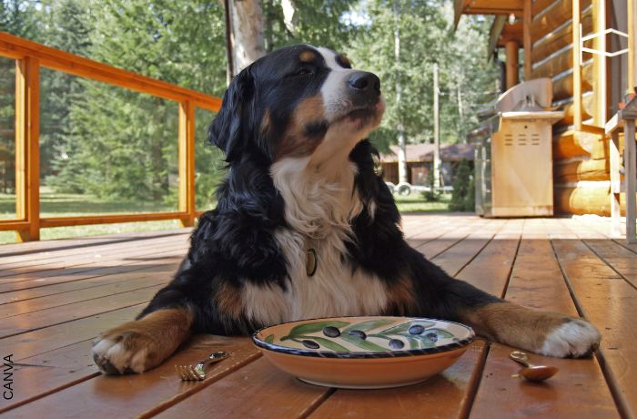 Foto de perro con plato en frente