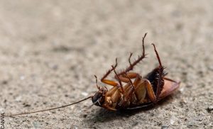 ¿Por qué no se debe aplastar las cucarachas? Ten cuidado