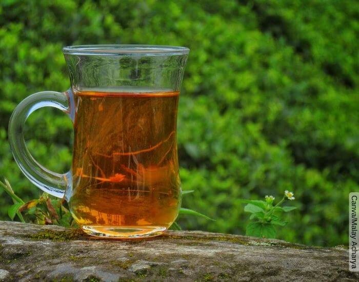 Foto de un pocillo de té al aire libre para representar el paico para qué sirve