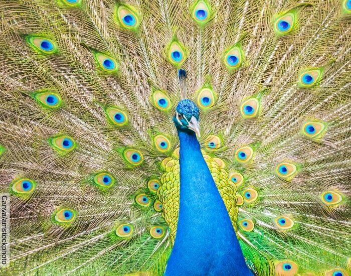 Foto de un pavo real con las plumas de su cola extendidas mirando a la cámara