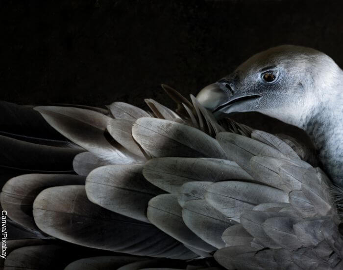 Foto de un pájaro gris acicalando sus plumas