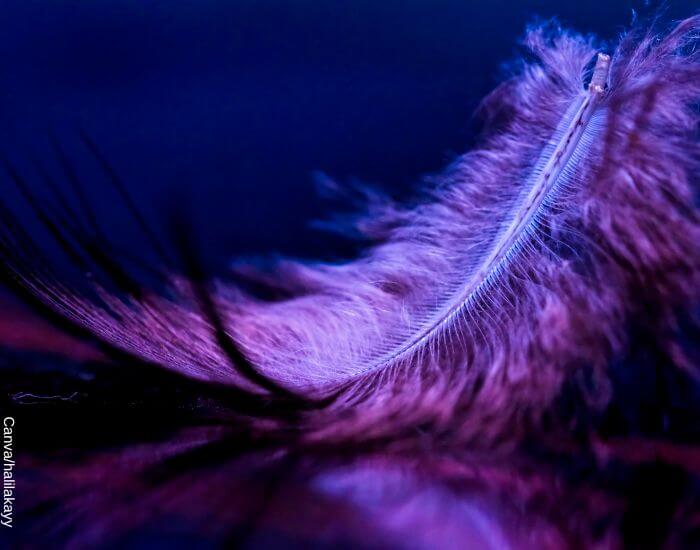 Foto de una pluma violeta sobre una superficie para representar el significado de las plumas