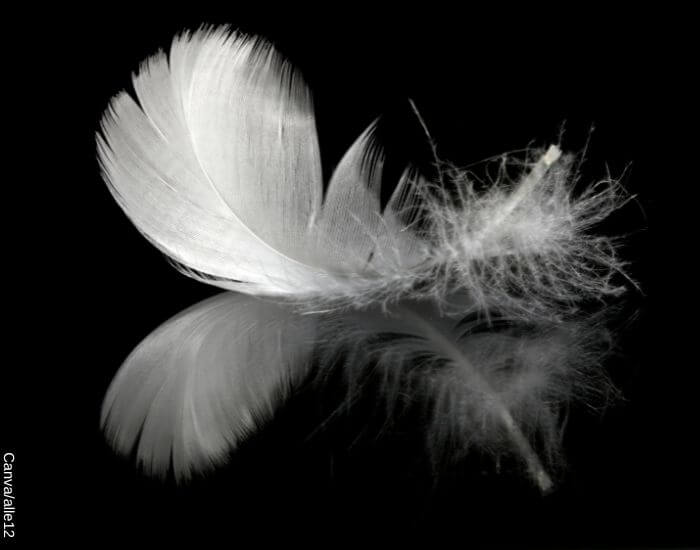 Foto de una pluma blanca sobre un espejo con fondo negro