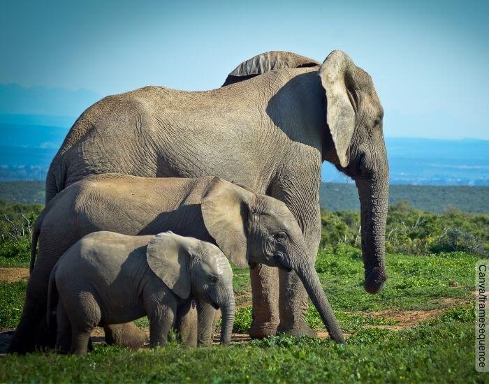 Foto de 3 elefantes de perfil en el pasto