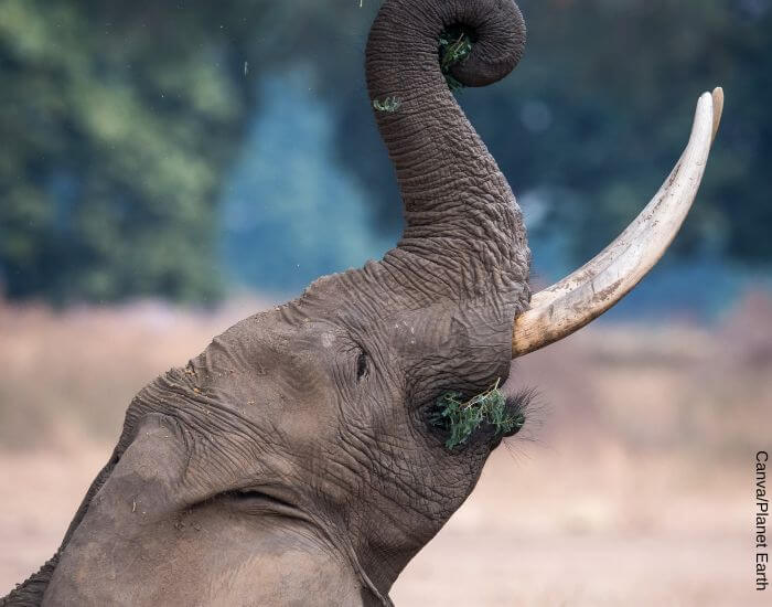 Foto del rostro de un elefante comiendo pasto con la trompa hacia arriba y los colmillos expuestos