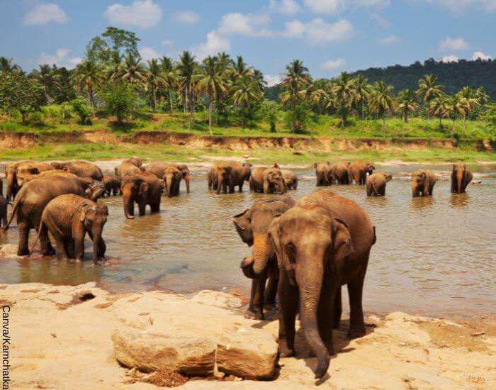 Foto de una manada de elefantes africanos en el agua en un día caluroso