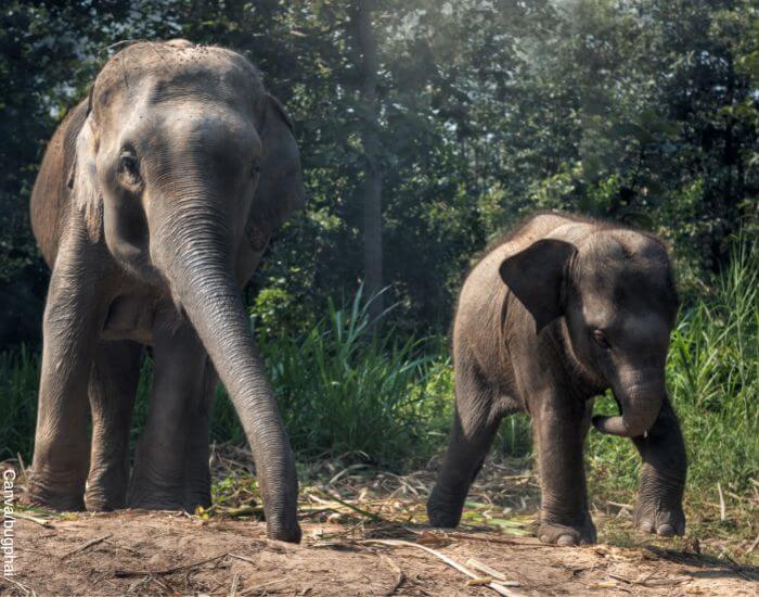 Foto de dos elefantes de cuerpo entero caminando por la selva