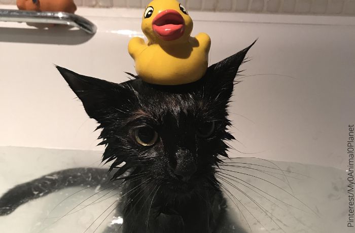 Foto de un gato negro bebé en una bañera con un pato de juguete encima