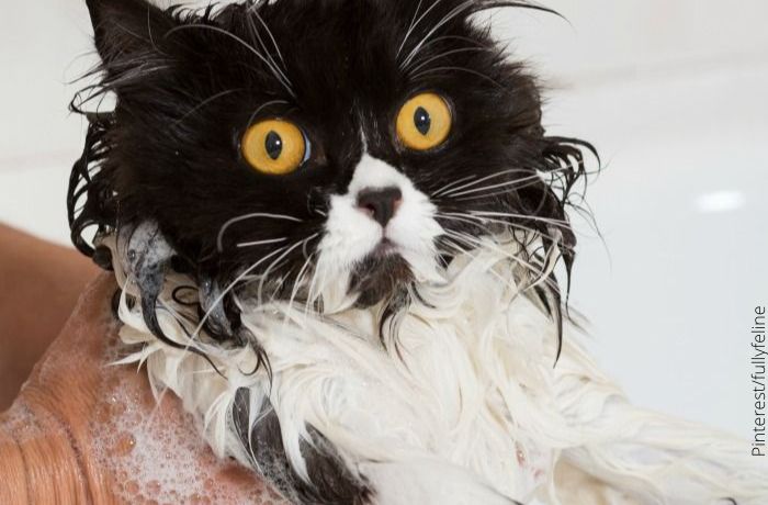 Foto de un gato blanco con negro siendo bañado