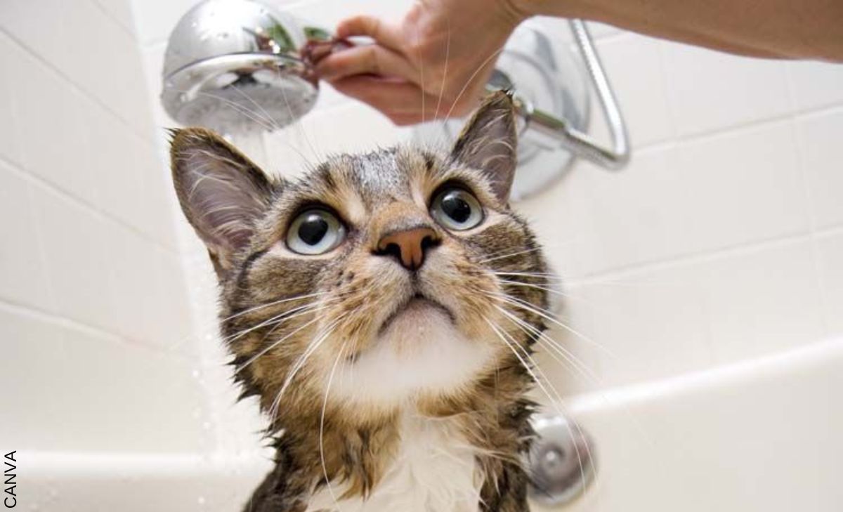 Cómo bañar a un gato, ¡ten presente estos cuidados!