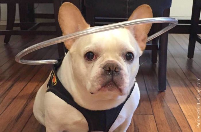 Foto de un perro con un collar para perros ciegos