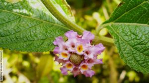 ¿Para qué sirve el pronto alivio?, ¡planta milagrosa!