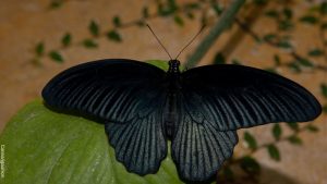 ¿Qué significa una mariposa negra en el cuarto?