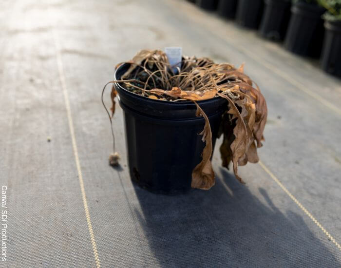 Foto de una matera con una planta muerta y seca sobre una mesa de madera que atrae la mala suerte en tu hogar
