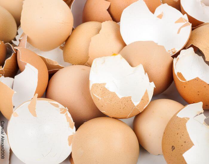 Foto de muchas cáscaras de huevo vacías