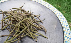 ¿Para qué sirve el pipilongo? Una gran planta medicinal