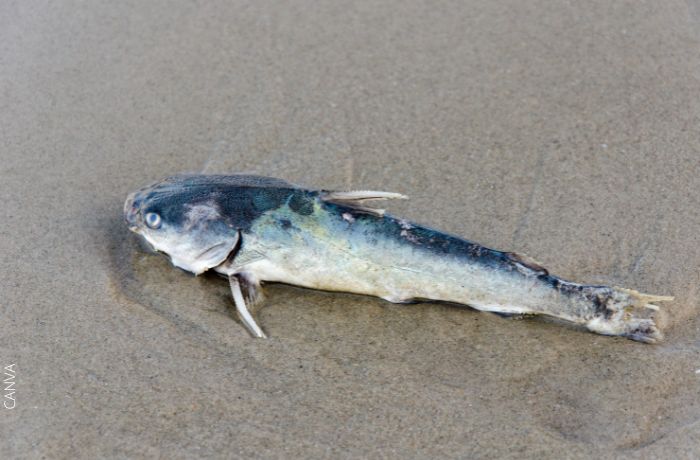 Foto de un pez en la arena