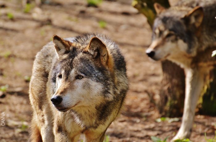 Foto de dos lobos