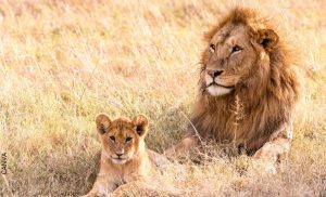 Soñar con animales salvajes podría reflejar tus instintos