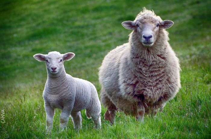 Foto de dos ovejas, una esquilada y otra con mucha lana