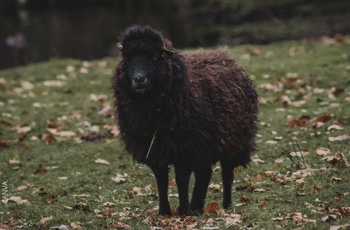Foto de una oveja negra