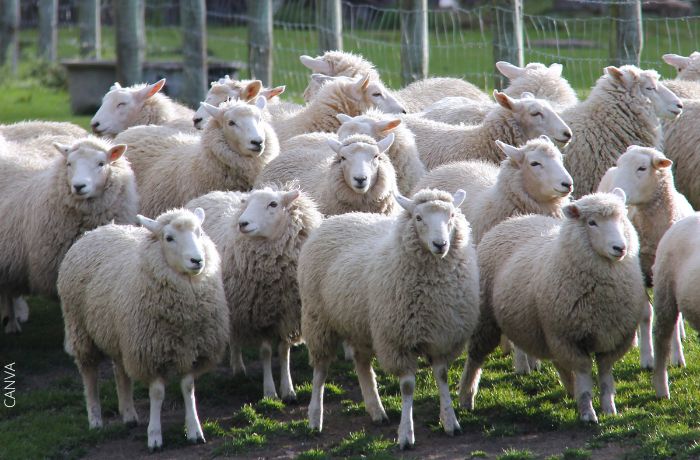 Foto de un rebaño de ovejas