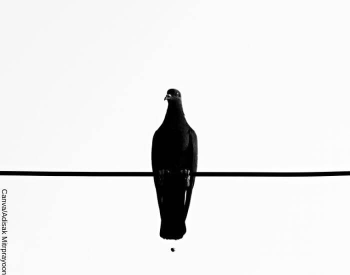 Foto de un pájaro parado sobre un cable negro con una gota de popo cayendo de él