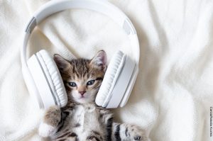 9 canciones para amantes de los gatos