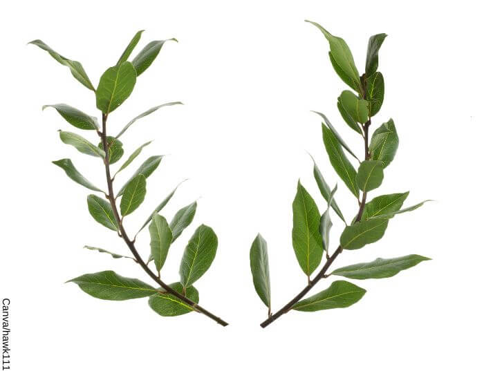Foto de dos ramas de hojas de laurel en forma de corona