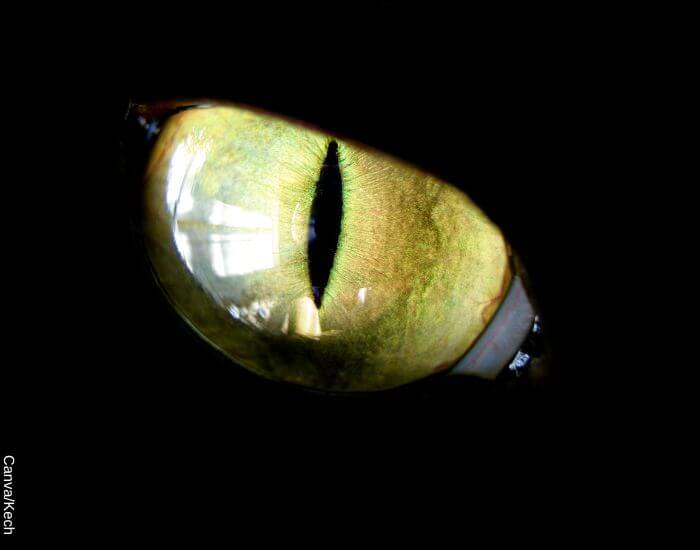 Foto de un ojo de gato verde en representación de la proteccción felina