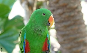 Loro adoptó una camada de gatitos y enterneció las redes