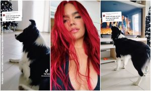 Perrito se hace viral por su reacción al escuchar canciones de Karol G