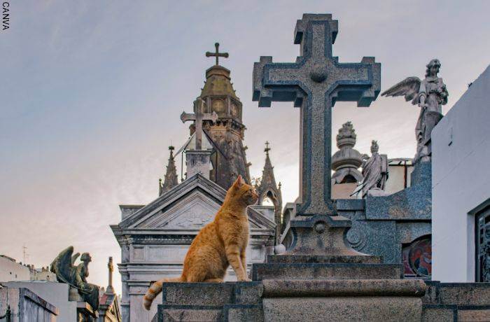Foto de un gato en un cementerio