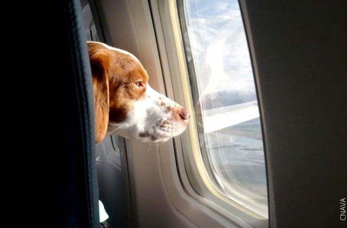 Foto de un perro mirando por la ventana de un avión