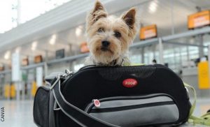Requisitos para viajar con mascotas en avión, ¡toma nota!